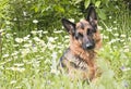 German shepherd in white daisies