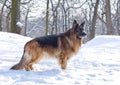 German Shepherd in the winter forest