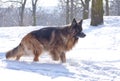 German Shepherd in the winter forest