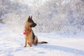 German Shepherd in winter Royalty Free Stock Photo