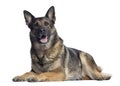 German shepherd, 4,5 years old, lying and panting Royalty Free Stock Photo