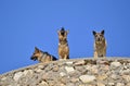 German shepherds Royalty Free Stock Photo