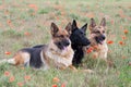 German Shepherds Royalty Free Stock Photo