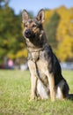 German Shepherds Royalty Free Stock Photo