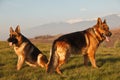 German shepherds on the field Royalty Free Stock Photo