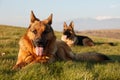 German shepherds on the grass Royalty Free Stock Photo
