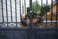 German shepherds guarding property Royalty Free Stock Photo