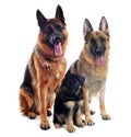 German shepherds and puppy Royalty Free Stock Photo
