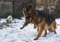 German Shepherds are running in the garden in the snow. Royalty Free Stock Photo