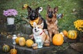 Two German Shepherds and a Welsh Corgi with pumpkins in an autumn park, Halloween Royalty Free Stock Photo