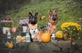 Two German Shepherds and a Welsh Corgi with pumpkins in an autumn park, Halloween Royalty Free Stock Photo