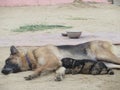 German shephered Mother dog love his son