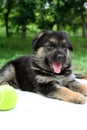 German sheppard Royalty Free Stock Photo