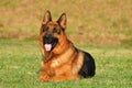 German sheppard Royalty Free Stock Photo