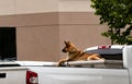 German Sheppard in the back of a truck on a tool box Royalty Free Stock Photo