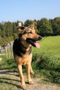 German Sheppard Dog Royalty Free Stock Photo