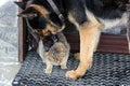 German shepherd dog playing with a grey cat Royalty Free Stock Photo
