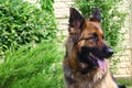 German Sheppard Royalty Free Stock Photo