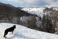 German shepherd in the mountains Royalty Free Stock Photo