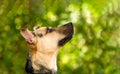 German Sheppard Outdoors Royalty Free Stock Photo