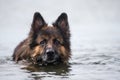 A little swim in hot summer day