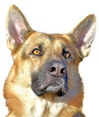 German Sheppard, trained Service Dog Royalty Free Stock Photo