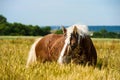 German shire horse in the field Royalty Free Stock Photo