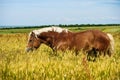 German shire horse in the field Royalty Free Stock Photo