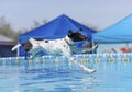 German short hair pointer about to land in a swimming pool