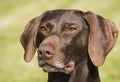 German short haired pointer