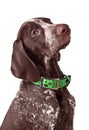 German short-haired pointer Attentively looks