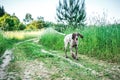 German short-haired pointer walking in countryside road Royalty Free Stock Photo