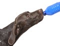 German short haired pointer drinking