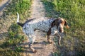 German short-haired pointer Royalty Free Stock Photo