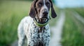 German short-haired pointer Royalty Free Stock Photo