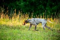 German short-haired pointer in a meadow Royalty Free Stock Photo