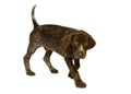 German Short-Haired Pointer puppy Royalty Free Stock Photo