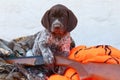 German Short Haired Pointer puppy with shotgun and hunting clothes