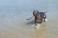 German Short Haired Pointer Retrieving Stick From River.