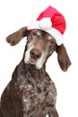 German Short-haired Pointer in Santa red hat