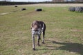 A German short haired pointer Royalty Free Stock Photo