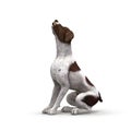 German Shorthair - 03