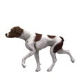 German Shorthair - 04