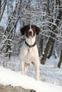 German Shorthair Pointer