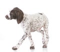 german shorthair pointer puppy