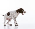 german shorthair pointer puppy