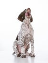 german shorthair pointer puppy