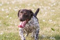 German Shorthair Pointer Running in the Grass Royalty Free Stock Photo