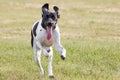 German Shorthair Pointer Running in the Grass Royalty Free Stock Photo