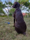 German Shorthair Pointer sitting with back towards the camera